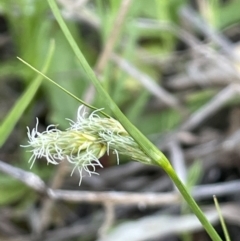 Carex inversa (Knob Sedge) at Mount Majura - 28 Sep 2021 by JaneR