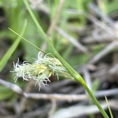 Carex inversa (Knob Sedge) at Hackett, ACT - 28 Sep 2021 by JaneR