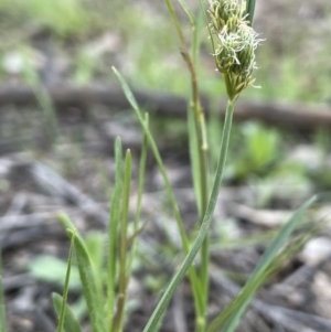 Carex inversa at Hackett, ACT - 28 Sep 2021