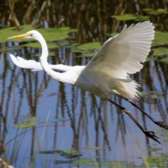 Ardea alba (Great Egret) at Tuggeranong Creek to Monash Grassland - 28 Sep 2021 by RodDeb