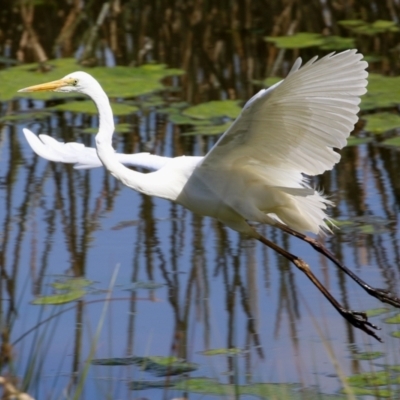 Ardea alba (Great Egret) at Monash, ACT - 28 Sep 2021 by RodDeb