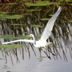 Ardea alba at Monash, ACT - 28 Sep 2021 01:03 PM