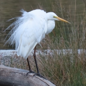 Ardea alba at Monash, ACT - 28 Sep 2021 01:03 PM