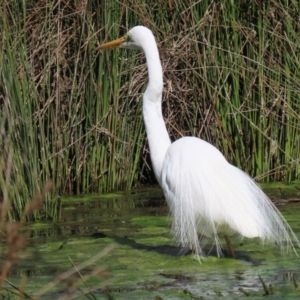 Ardea alba at Monash, ACT - 28 Sep 2021