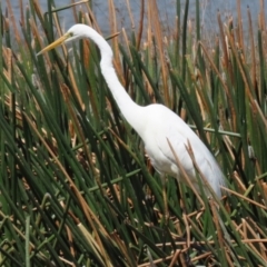 Ardea alba at Monash, ACT - 28 Sep 2021