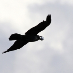 Corvus coronoides (Australian Raven) at Isabella Pond - 28 Sep 2021 by RodDeb