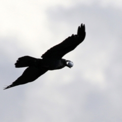 Corvus coronoides (Australian Raven) at Monash, ACT - 28 Sep 2021 by RodDeb