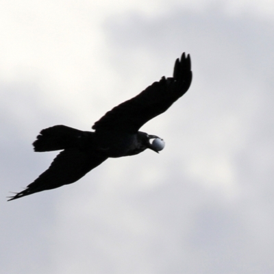 Corvus coronoides (Australian Raven) at Tuggeranong Creek to Monash Grassland - 28 Sep 2021 by RodDeb