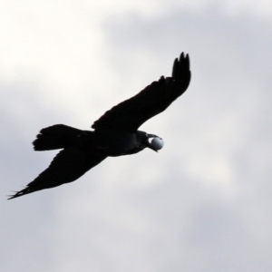 Corvus coronoides at Monash, ACT - 28 Sep 2021