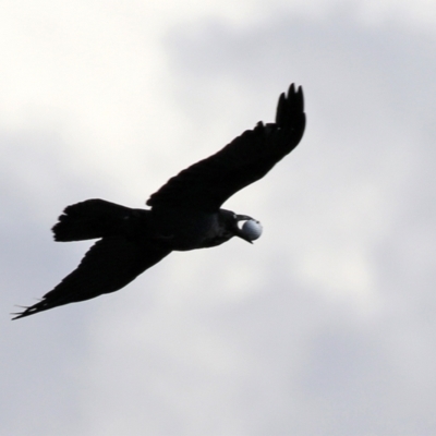Corvus coronoides (Australian Raven) at Isabella Pond - 28 Sep 2021 by RodDeb