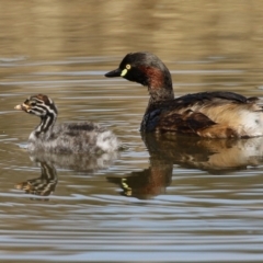 Tachybaptus novaehollandiae (Australasian Grebe) at Monash, ACT - 28 Sep 2021 by RodDeb