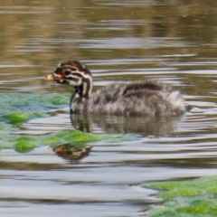 Tachybaptus novaehollandiae at Monash, ACT - 28 Sep 2021