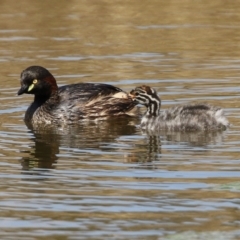 Tachybaptus novaehollandiae at Monash, ACT - 28 Sep 2021