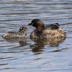 Tachybaptus novaehollandiae at Monash, ACT - 28 Sep 2021