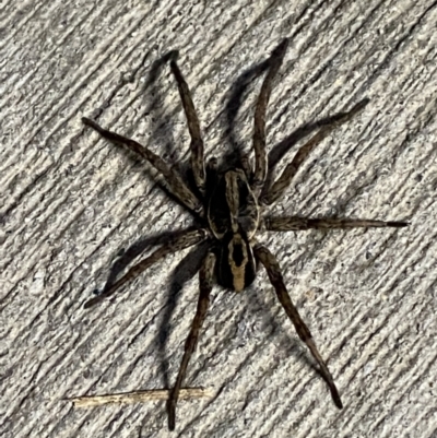 Venatrix speciosa (Wolf spider) at Pialligo, ACT - 29 Sep 2021 by FeralGhostbat