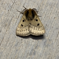 Anthela ocellata (Eyespot Anthelid moth) at Pialligo, ACT - 28 Sep 2021 by Ozflyfisher