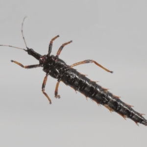 Phlaeothripidae sp. (family) at Evatt, ACT - 25 Sep 2021 09:17 AM