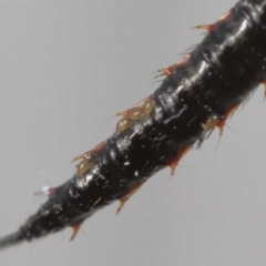 Amblyseius sp.(genus) (A predatory mite) at Evatt, ACT - 25 Sep 2021 by TimL