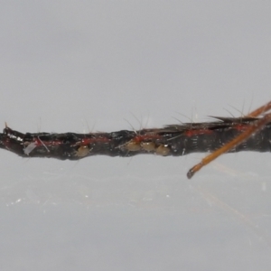 Amblyseius sp.(genus) at Evatt, ACT - 25 Sep 2021