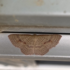 Epicyme rubropunctaria (Red-spotted Delicate) at Majura, ACT - 29 Sep 2021 by FeralGhostbat