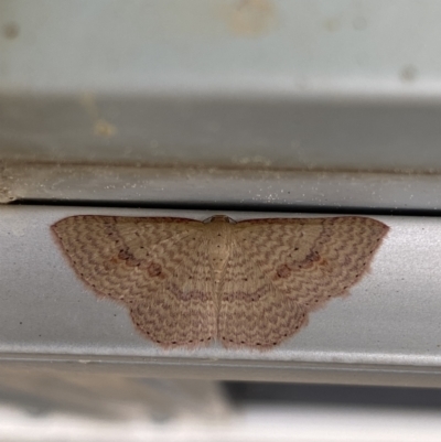 Epicyme rubropunctaria (Red-spotted Delicate) at Majura, ACT - 29 Sep 2021 by FeralGhostbat