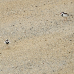 Charadrius melanops (Black-fronted Dotterel) at Lions Youth Haven - Westwood Farm A.C.T. - 28 Sep 2021 by HelenCross