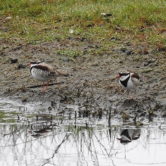 Charadrius melanops at Tuggeranong DC, ACT - 29 Sep 2021