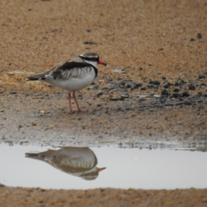 Charadrius melanops at Tuggeranong DC, ACT - 29 Sep 2021