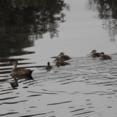 Anas gracilis (Grey Teal) at Stromlo, ACT - 29 Sep 2021 by HelenCross