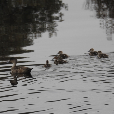 Anas gracilis (Grey Teal) at Stromlo, ACT - 29 Sep 2021 by HelenCross