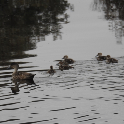 Anas gracilis (Grey Teal) at Lions Youth Haven - Westwood Farm A.C.T. - 28 Sep 2021 by HelenCross