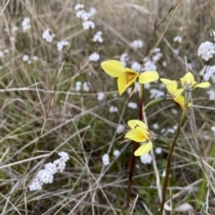 Diuris chryseopsis (Golden Moth) at Mount Taylor - 24 Sep 2021 by milliekss