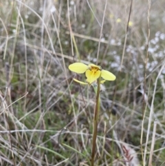 Diuris chryseopsis at Kambah, ACT - 24 Sep 2021