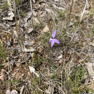 Glossodia major (Wax Lip Orchid) at Mulligans Flat - 27 Sep 2021 by milliekss