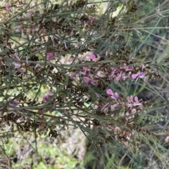 Indigofera adesmiifolia (Tick Indigo) at Holt, ACT - 27 Sep 2021 by Proslyn