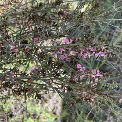 Indigofera adesmiifolia (Tick Indigo) at Holt, ACT - 27 Sep 2021 by Proslyn