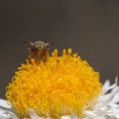 Tephritidae sp. (family) (Unidentified Fruit or Seed fly) at Isaacs, ACT - 17 Sep 2021 by RAllen