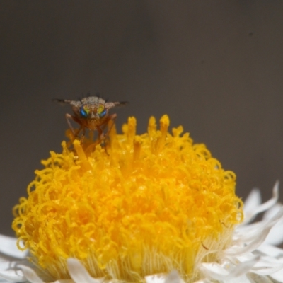 Tephritidae sp. (family) (Unidentified Fruit or Seed fly) at Isaacs, ACT - 17 Sep 2021 by RAllen