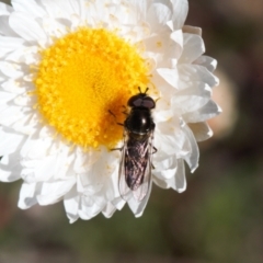 Unidentified True fly (Diptera) (TBC) at Isaacs, ACT - 17 Sep 2021 by RAllen