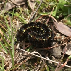 Apina callisto (Pasture Day Moth) at Gang Gang at Yass River - 19 Sep 2021 by JonLewis