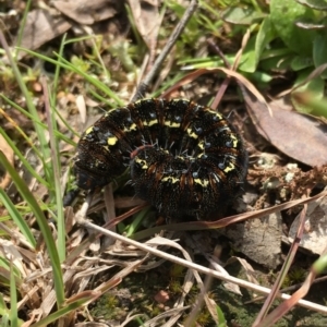 Apina callisto at Yass River, NSW - 19 Sep 2021 10:49 AM