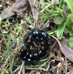 Apina callisto at Yass River, NSW - 19 Sep 2021