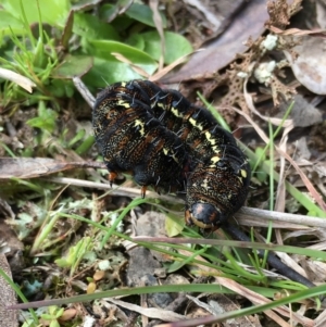 Apina callisto at Yass River, NSW - 19 Sep 2021