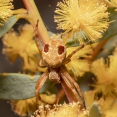 Araneinae (subfamily) (Orb weaver) at Black Mountain - 28 Sep 2021 by Roger