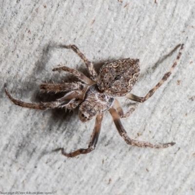 Araneinae (subfamily) (Orb weaver) at Black Mountain - 28 Sep 2021 by Roger