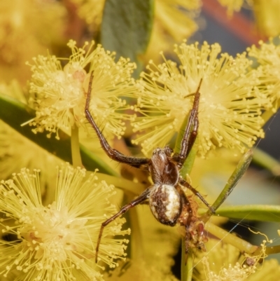 Salsa fuliginata (Sooty Orb-weaver) at Point 5058 - 28 Sep 2021 by Roger