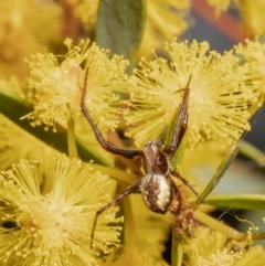 Cyclosa fuliginata (species-group) (An orb weaving spider) at Downer, ACT - 28 Sep 2021 by Roger