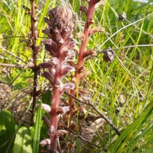 Orobanche minor at Fisher, ACT - 28 Sep 2021