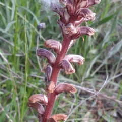 Orobanche minor at Fisher, ACT - 28 Sep 2021