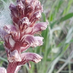 Orobanche minor at Fisher, ACT - 28 Sep 2021 03:41 PM